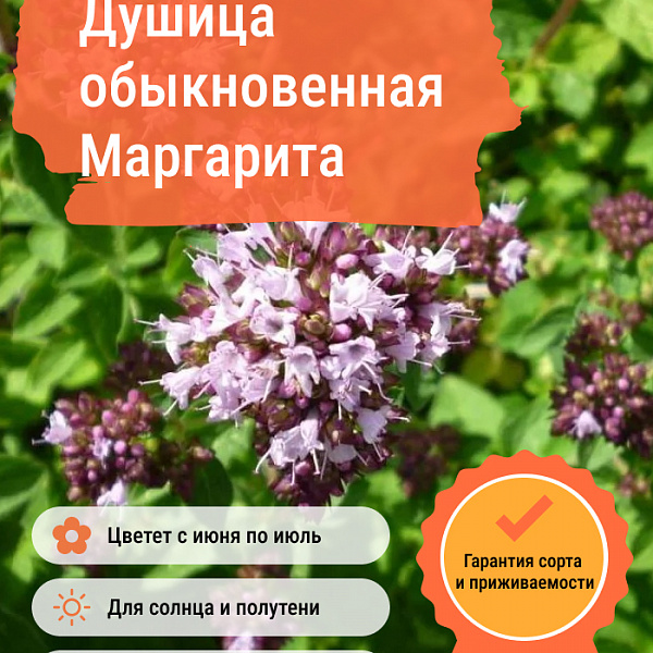 Душица обыкновенная Маргарита фото 1 